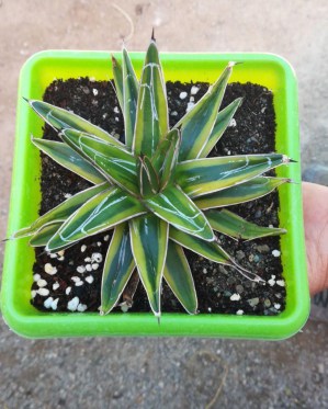 agave vic10